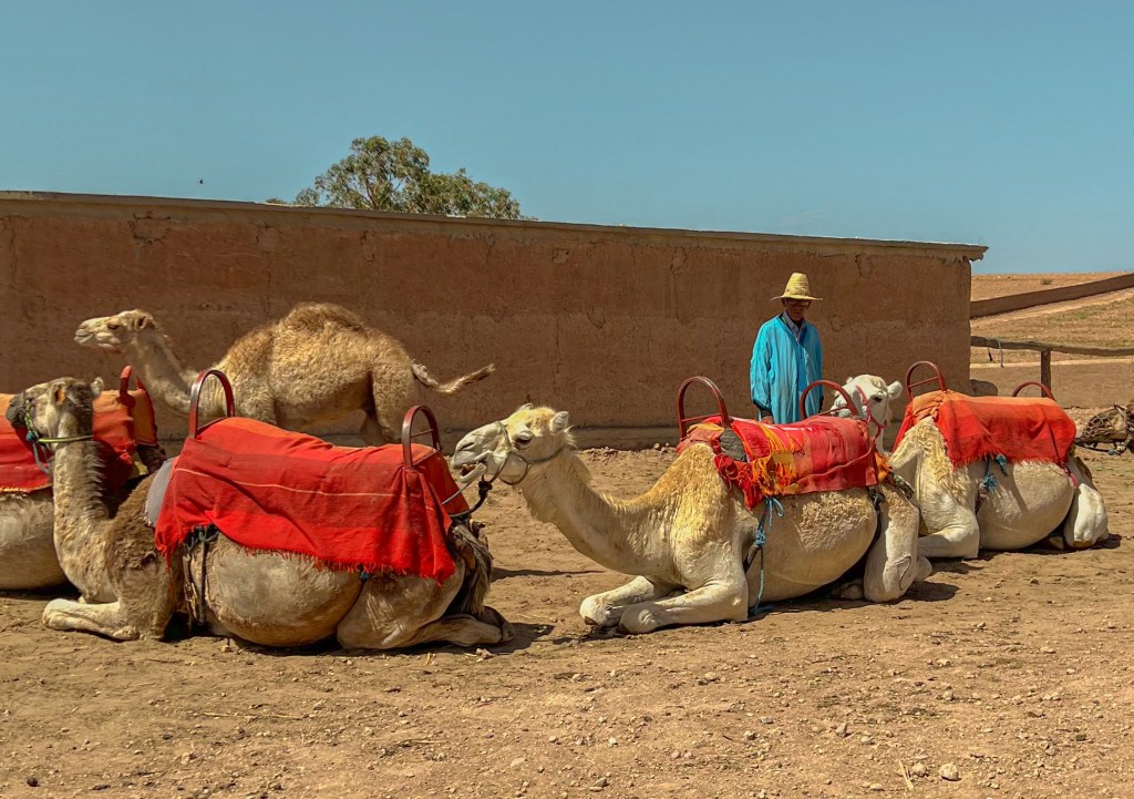 camel ride atlas mountains