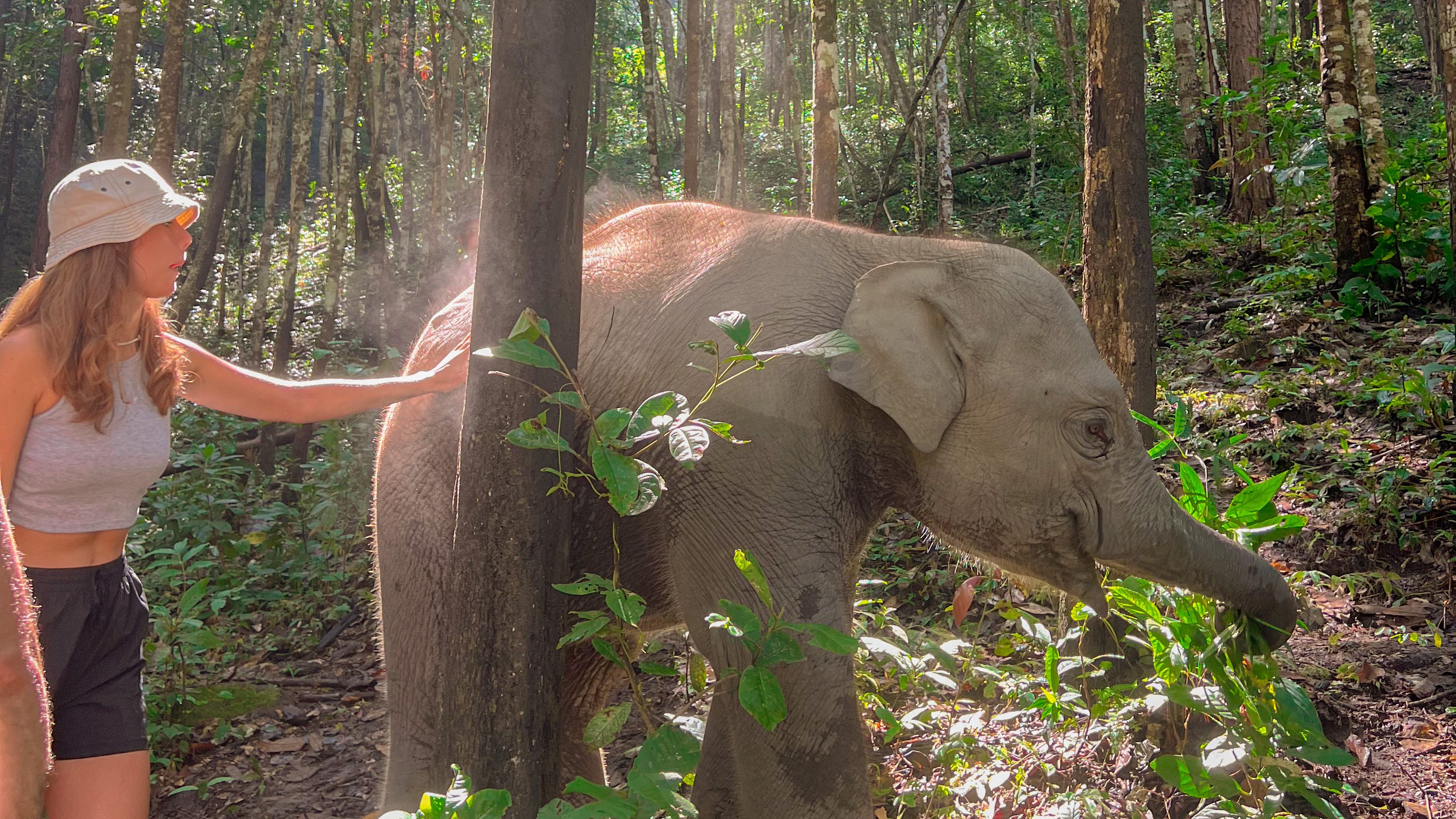chiang mai elephant sanctuary ethical