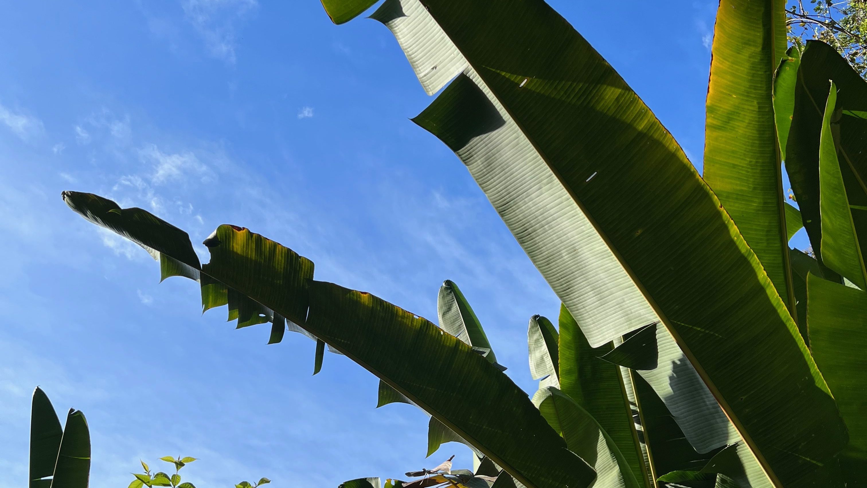 costa rica palm trees, work exchanges 2023